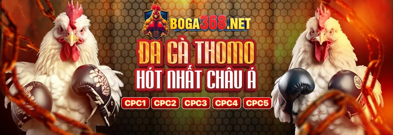 Trực tiếp đá gà Thomo hôm nay
